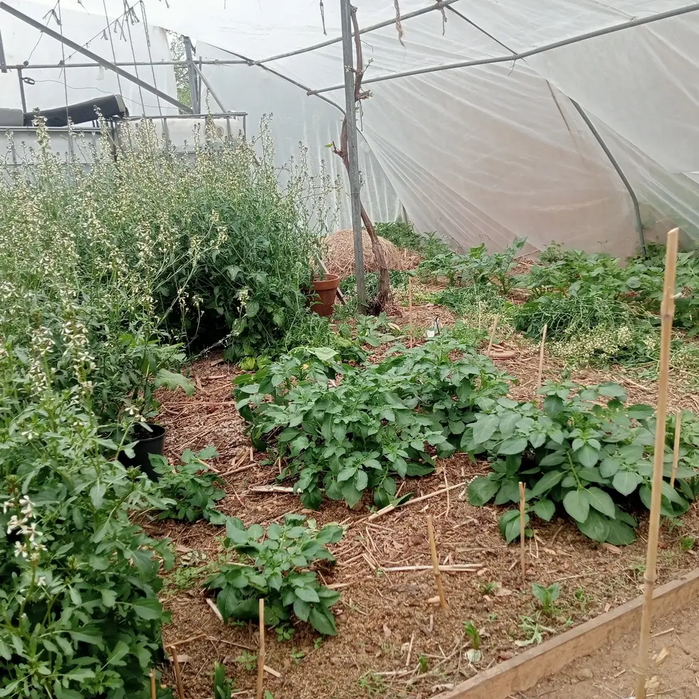 jardinier paysagiste Bruxelles projet potager 2