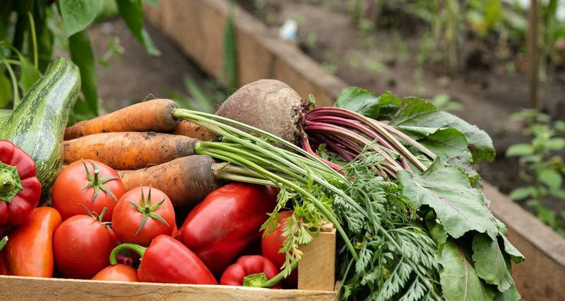 Vegetable Garden